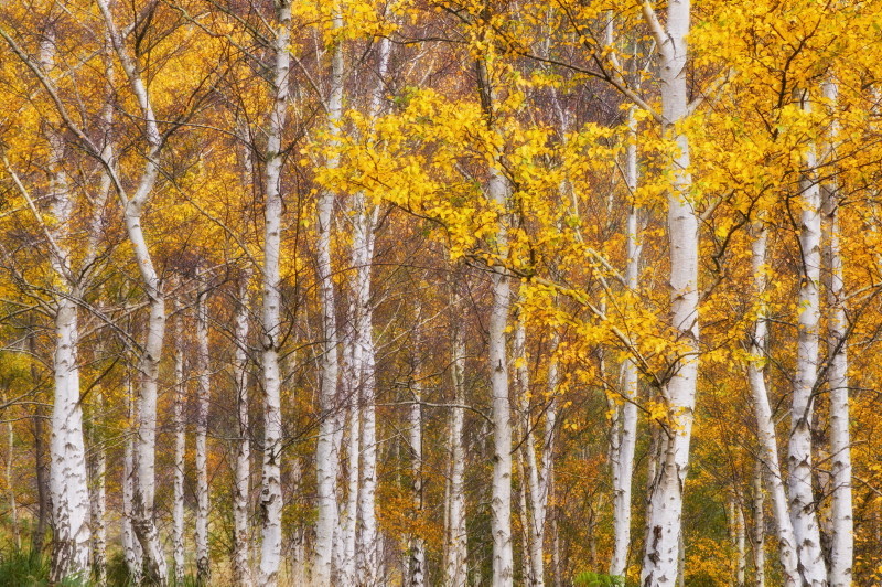 Silver Birches