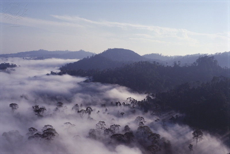 Virgin Dipterocarp Rainforest Malaysia