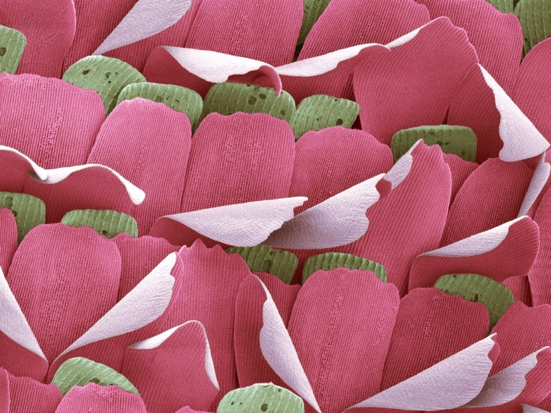 Butterfly wing, SEM