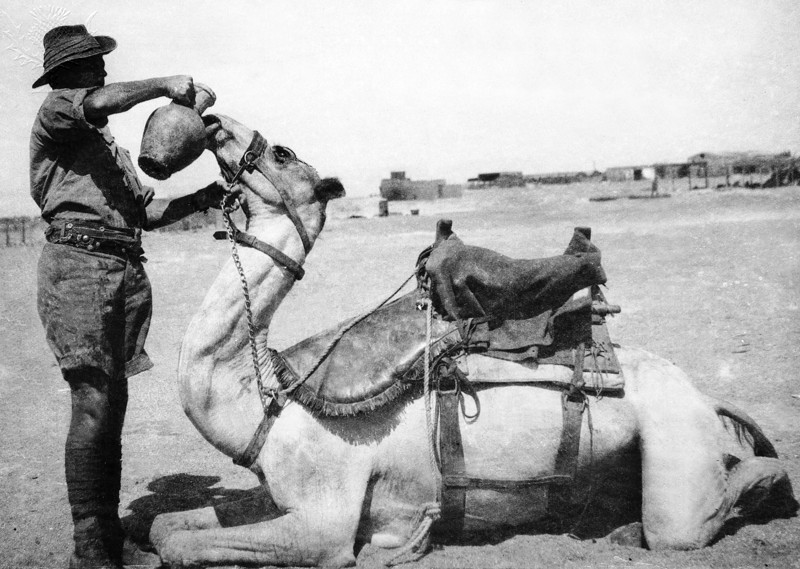 Anzac Camel Corps