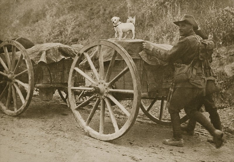 Anzac Mascot