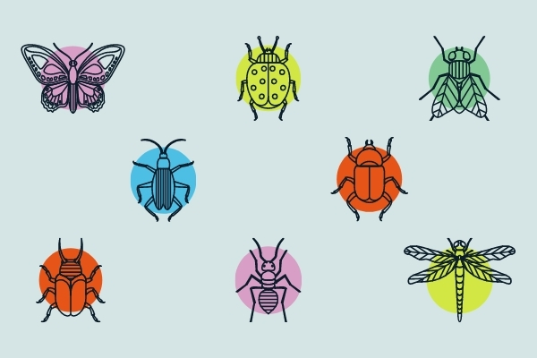 語学+参考書 The Insects: Structure and Function Amazon.com: The Insects: Structure and Function