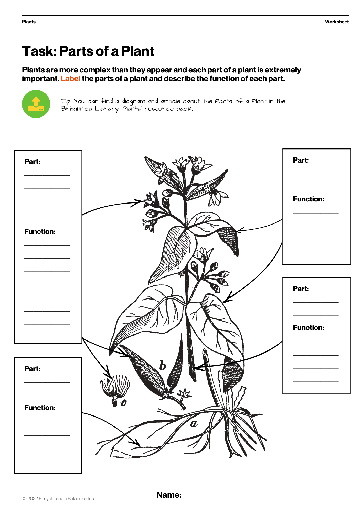 Parts of a Plant Worksheet