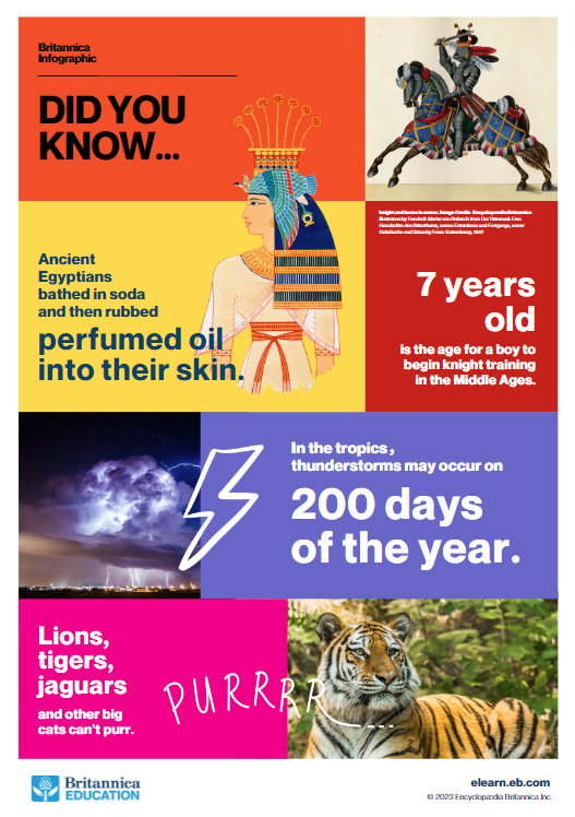 Bengal Tiger Poster Print / Infographic