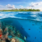 Making Waves: Ocean Conservation Resources for Schools
