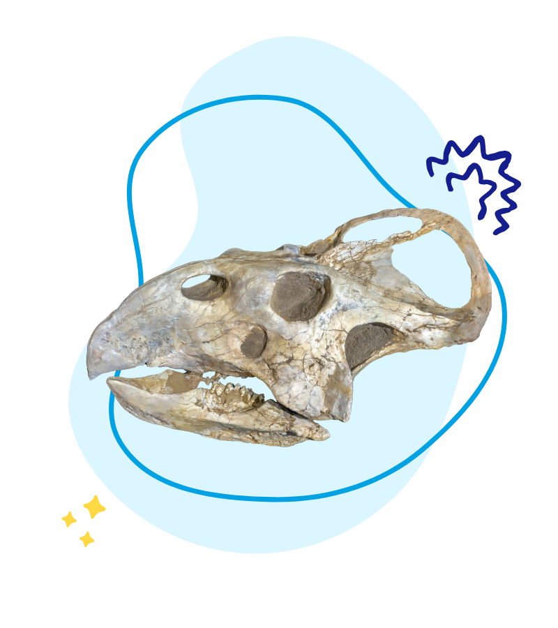 Dino-bone-clue-builder